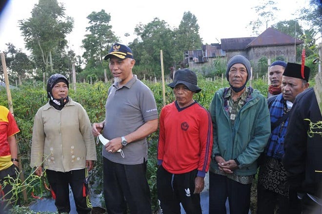 Panen Cabe di Ladang Bahtiar Kamal Bersama Gubernur Mahyeldi