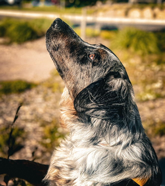 Partially vaccinated Sadie keeping her nose out of the grass where the rattlesnakes live.