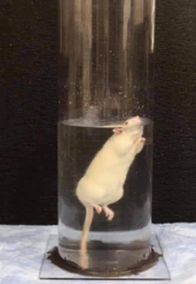 Hope Experiment Rats The “HOPE” Experiment :. During a brutal study at Harvard in the… | by ...