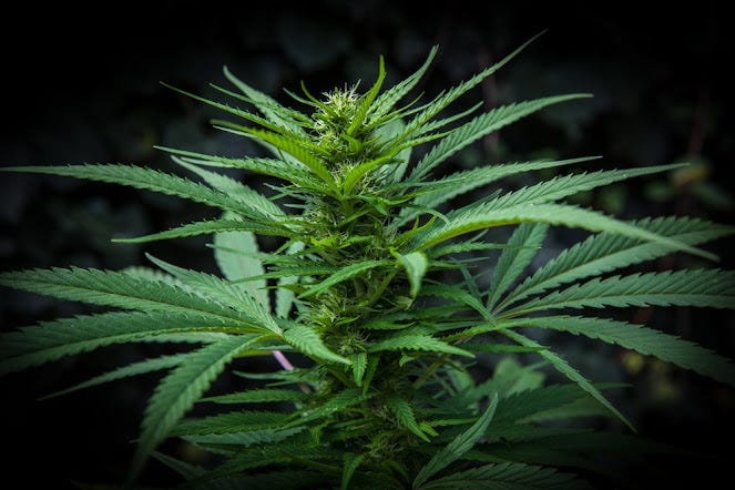 Hemp Cannabis Product Sales Projected.