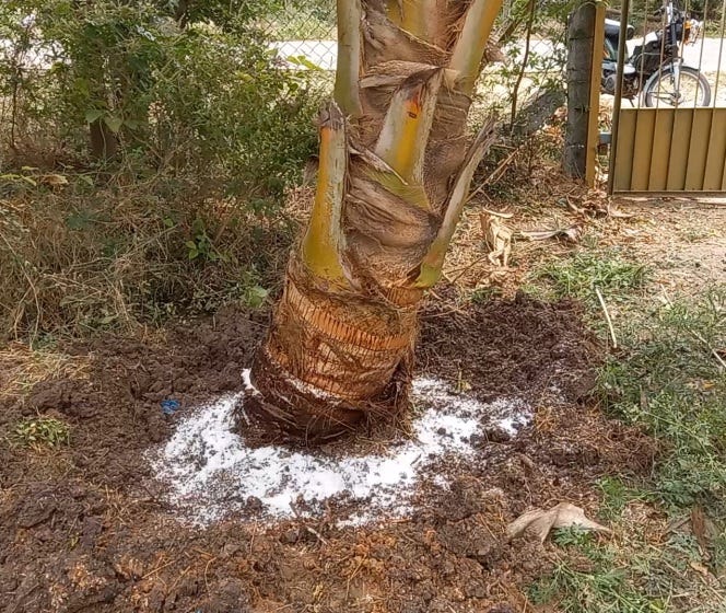 How to Fertilize Coconut Trees. Lets see how to fertilize Coconut tree