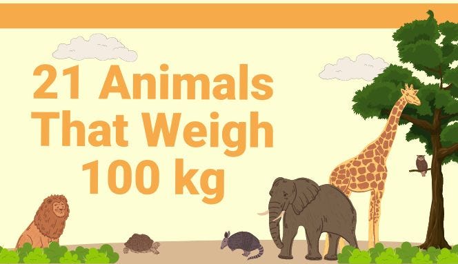 5 Animals That Weigh 100 Kilogram | by Voice of Weight | Medium
