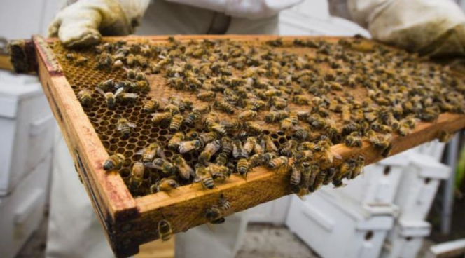 ‘Intratuin zit fout met bijengif’