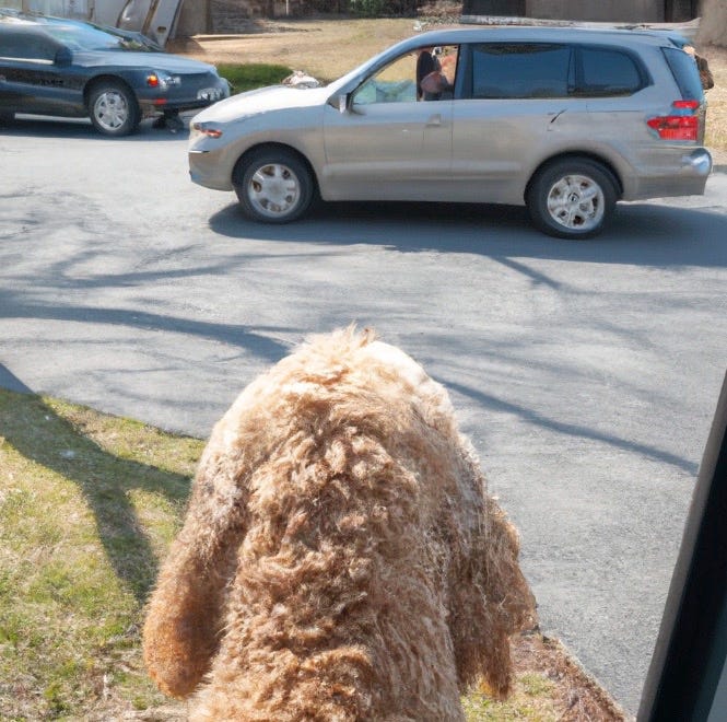 What is life like from a dog's perspective? A humorous piece of life