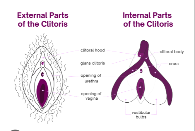 Beyond The Hype: Finding The Clitoris And Unlocking Female Pleasure