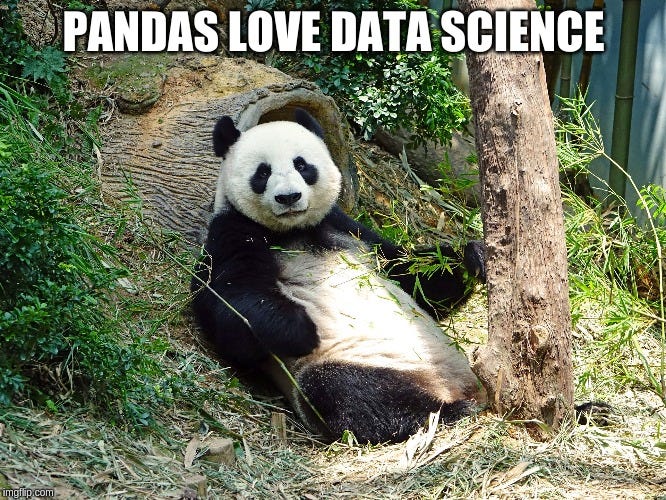 Funny Quotes About Pandas