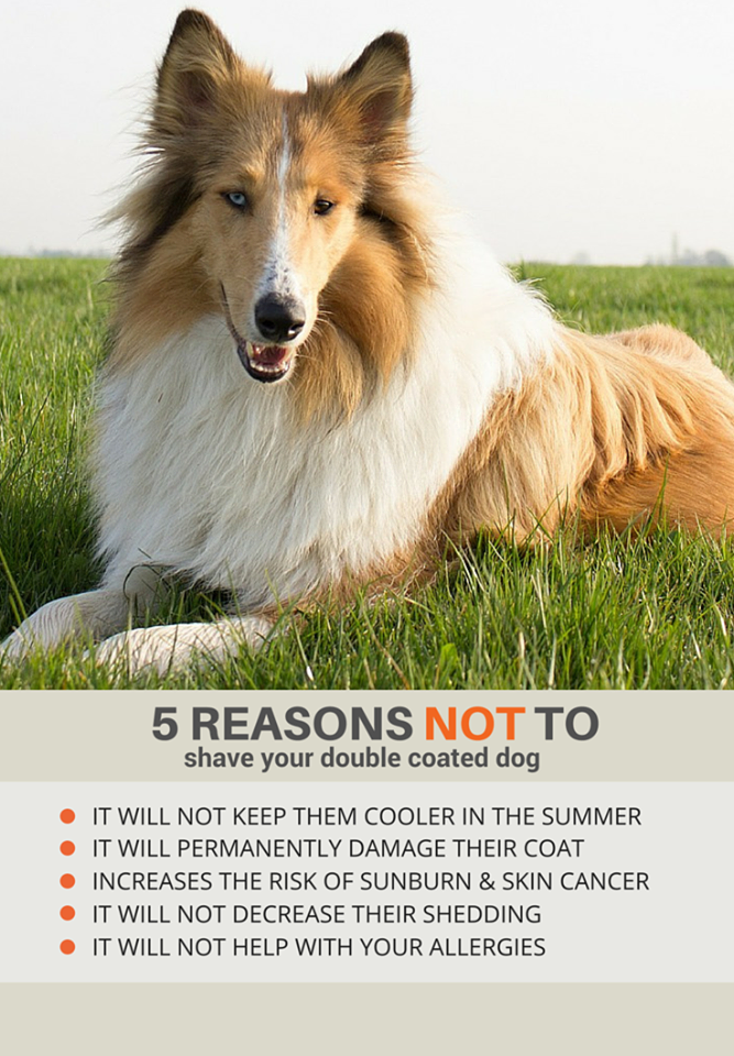 How to Groom a DoubleCoated Dog Expert Tips & Techniques by Freeda