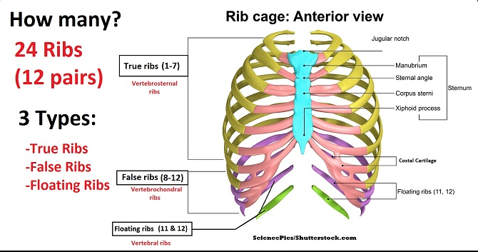 How many ribs do people have. How Many Ribs Do Humans Have? | by Linda ...