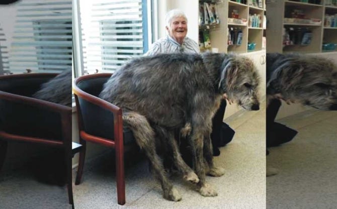 The Biggest Dogs in the World