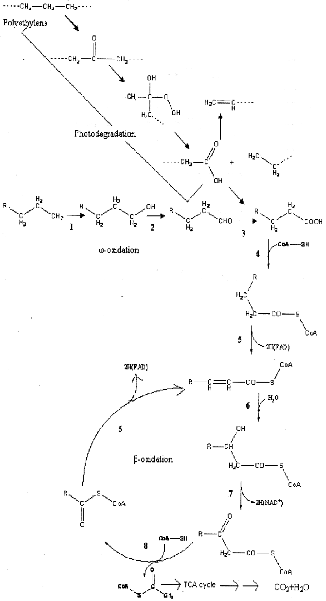 A Way To Low-Density Polyethylene Biodegradation | By Emma Jones | Medium