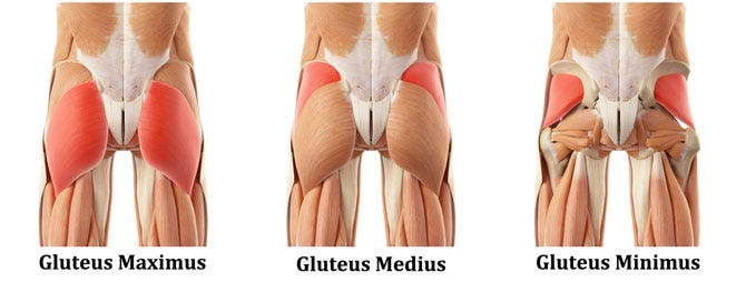 Exercises to grow gluteus medius sale