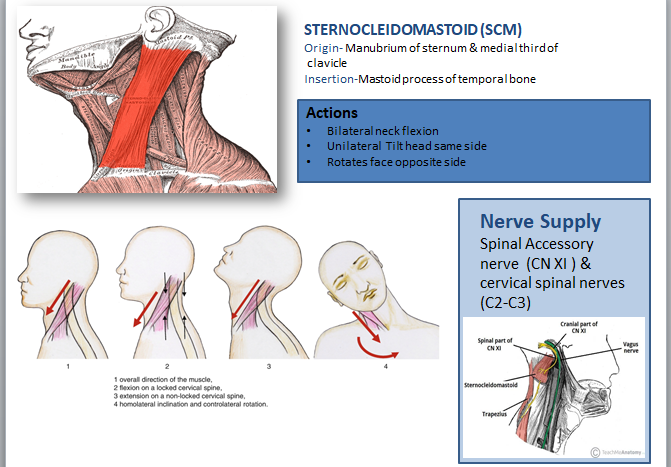 Mastering the Sternocleidomastoid: A Breakdown of Neck Anatomy