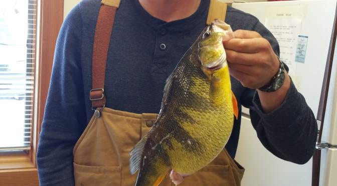 Cascade Lake Boots Out Another State Record Perch, by Northwest Sportsman