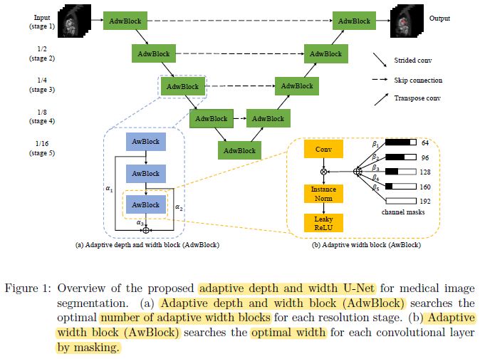 Adaptive Depth and Width for Medical Image Segmentation