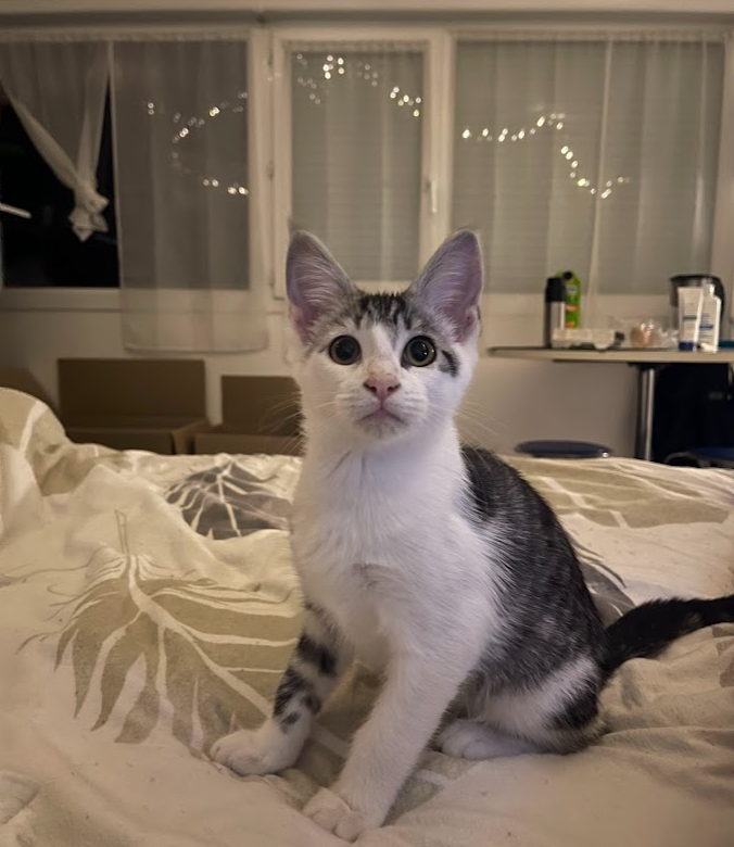 My First French Cat. Well… It is not new to me have a cat as… | by J