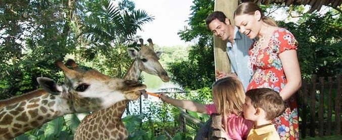 Singapore family tours. Singapore Zoo for a variety of animals… | by ...