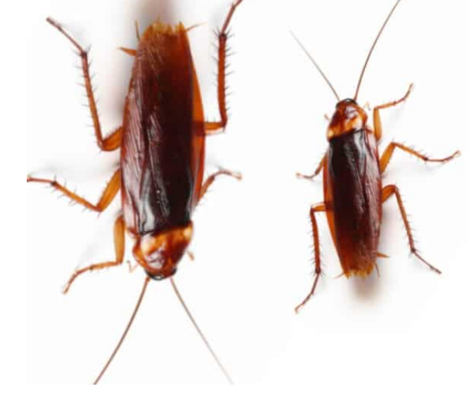 Cockroach Habit That Proof Signs of Infestation by My Appliances Hub