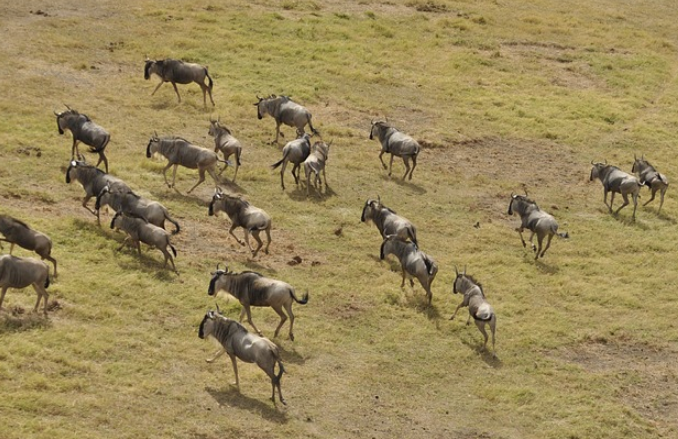 What I’ve learnt from the wildebeest migration in the River crossings ...