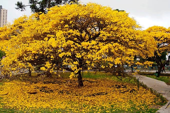 Ipê Amarelo. Plantado por: Arborizando Osasco | by Arborizando Osasco |  Medium
