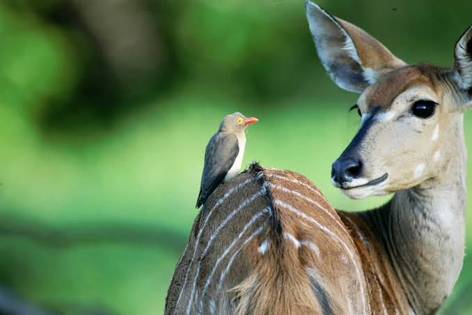 An oxpecker on a nyala or spiral-horned artiodactyl antelope that is native to Southern Africa