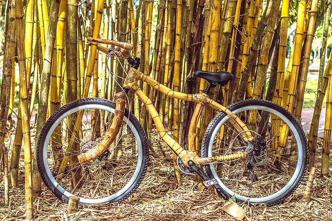 Bambu permite a produção de bicicletas sustentáveis e personalizadas | by  Carolina Santos | Redação Beta | Medium