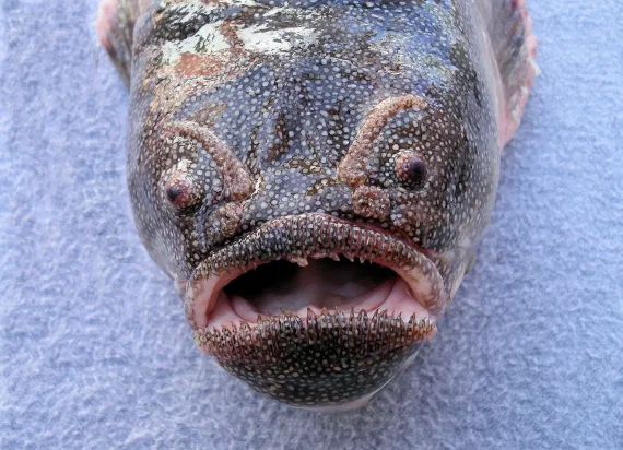 These Fish Prove The Existence Of A Malevolent God, by Zachy Hennessey