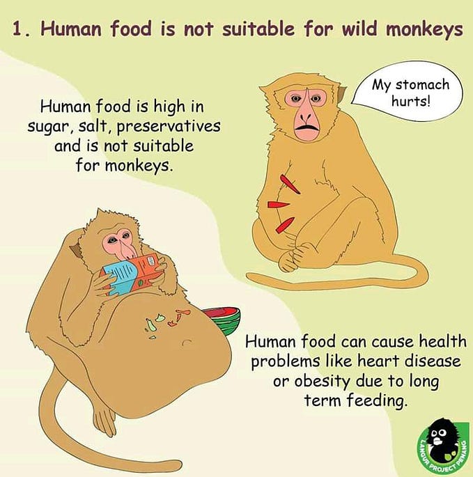The dilemma of feeding wild animals when we shouldn’t