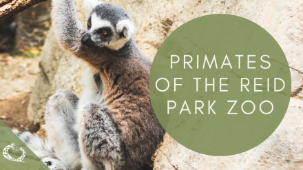 Spotlight: Reid Park Zoo Primates