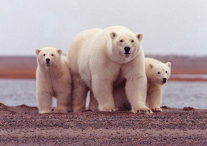 Loss of Biodiversity: How Bad Is It?