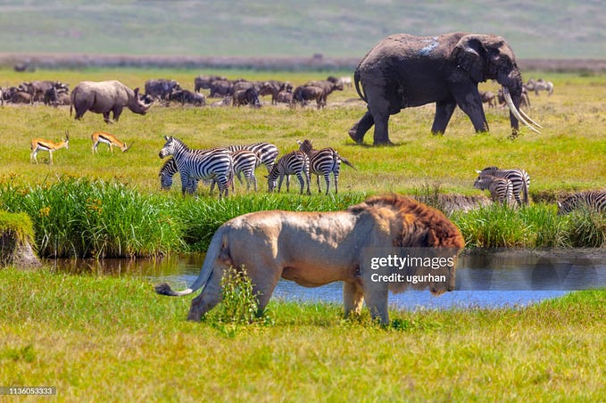 Photo: Rhino, Springboks, zebra, Elephant, and lion in Serengeti National Park, Tanzania. Source: https://www.gettyimages.com/detail/photo/elephant-and-lion-royalty-free-image/1136053333?adppopup=true