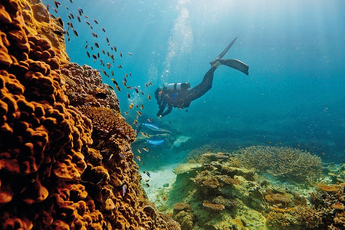 Graveyards of the Sea: What is Coral Bleaching?