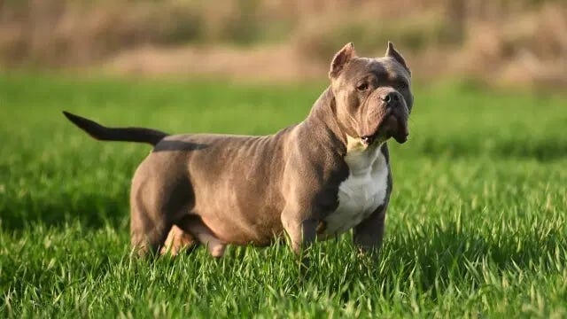 American store bully medium