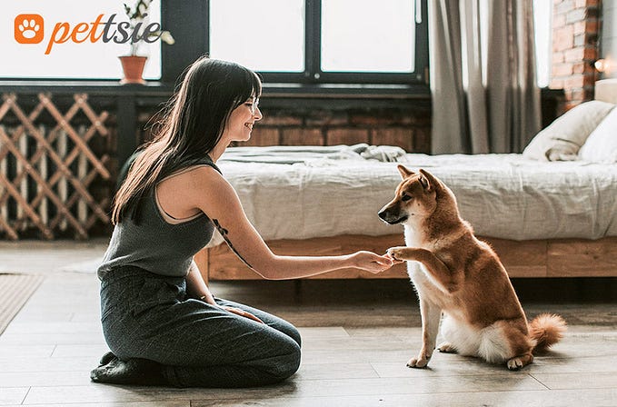 Canine Enrichment for Apartment Living: Keeping Your Dog Happy in Small Spaces