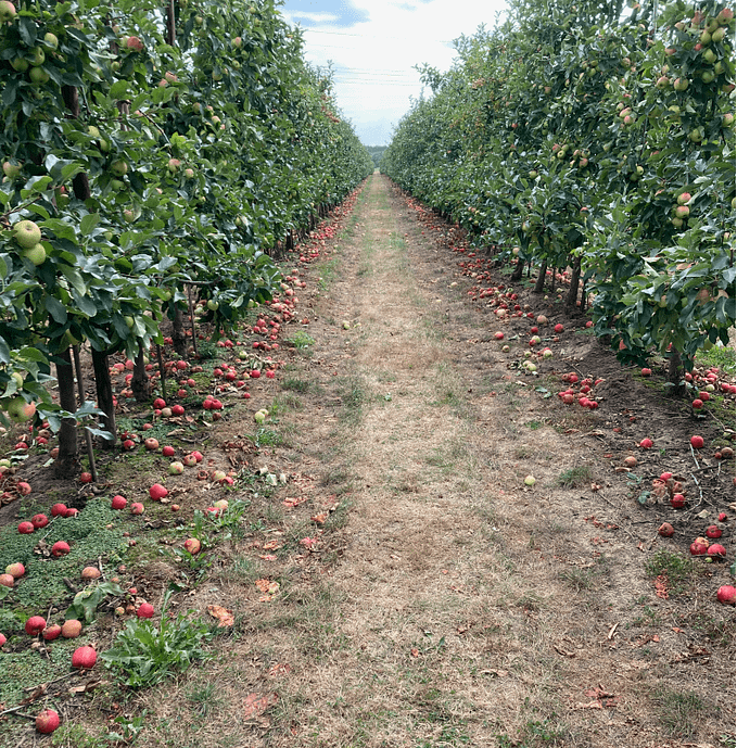 Ineffective handling can occur not only in programming (photo of the author).