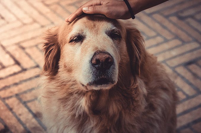 Canine Dementia: What You Need to Know About Your Dog’s Cognitive Health
