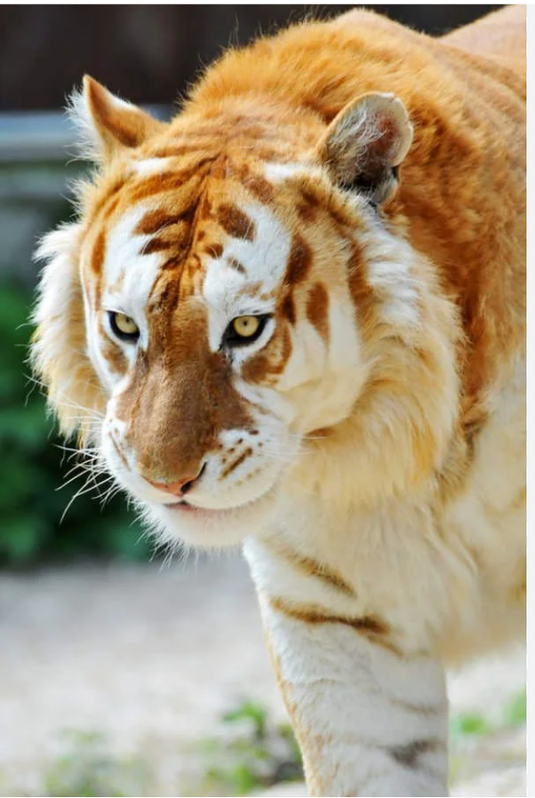 What a Stunning Wild Cat!. What makes a rare golden tiger?, by Freda  Savahl, ILLUMINATION