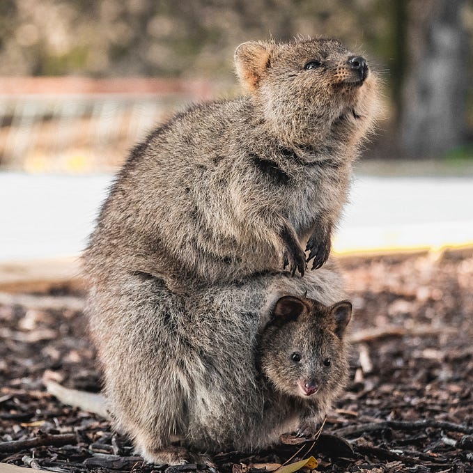 The Happy Little Quokka