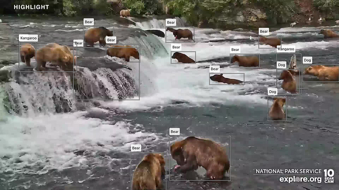 Amazon Rekognition Custom Labels for Bears