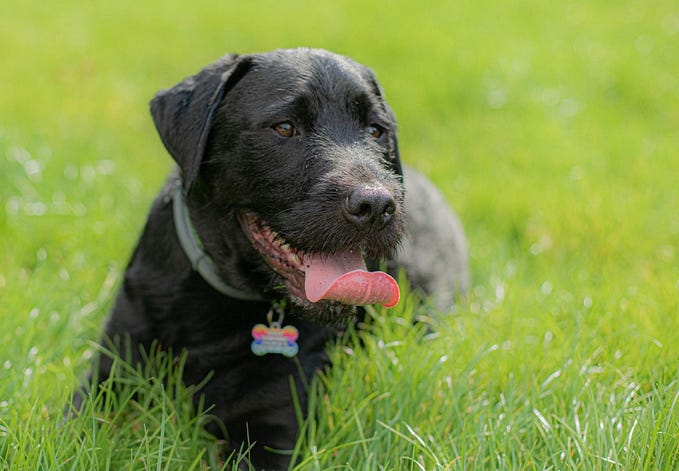 Ear Infections In Dogs. Kibble Allergies and Raw Feeding