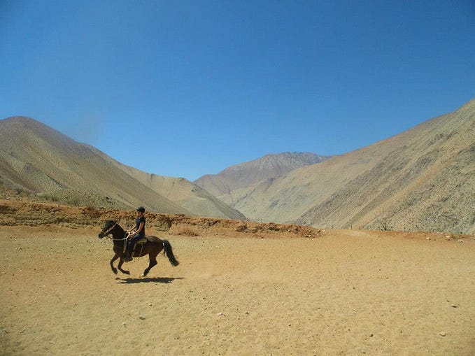 The anthropologist exploring ethical questions about humans and horses