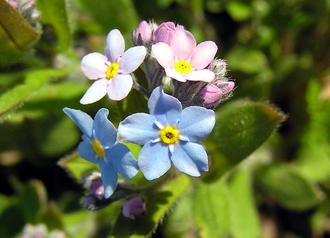 Forget-me-not