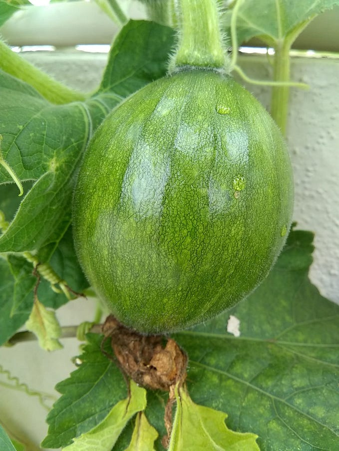 Pumpkins on Terrace in Bangalore
