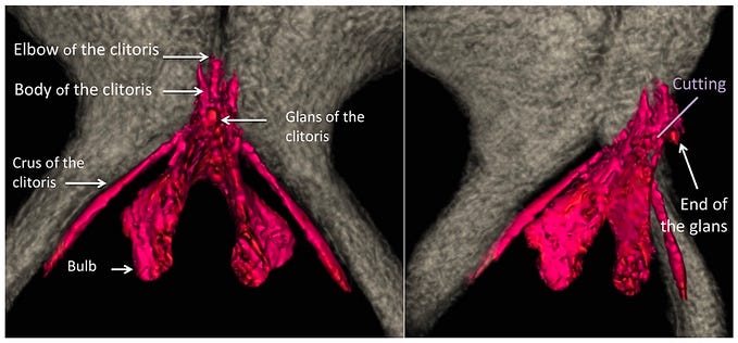 Cool photos of the clitoris (from medical sources, not porn)