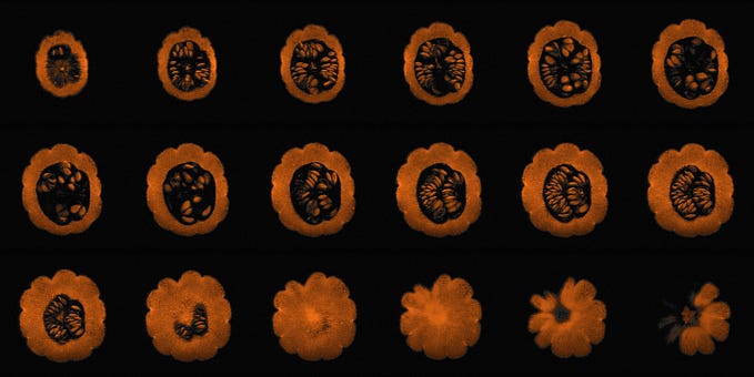 Peering through MRI scans of fruit and veg, part 1