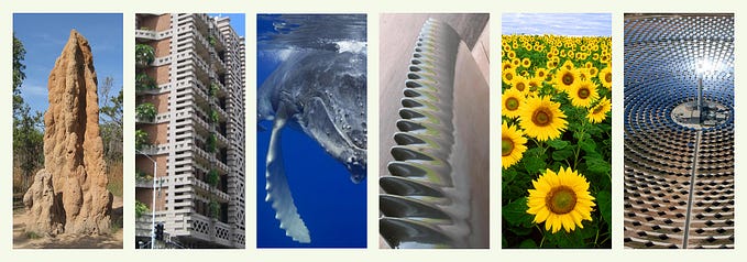 Biyomimikri: Doğanın tasarımı