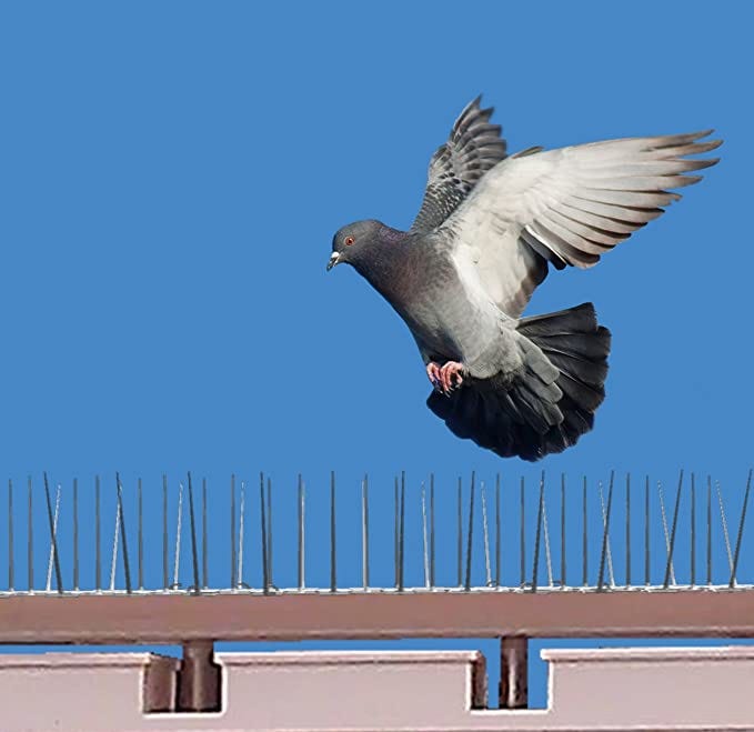 How to Safely Remove Bird Droppings From Your Property Bird Spikes
