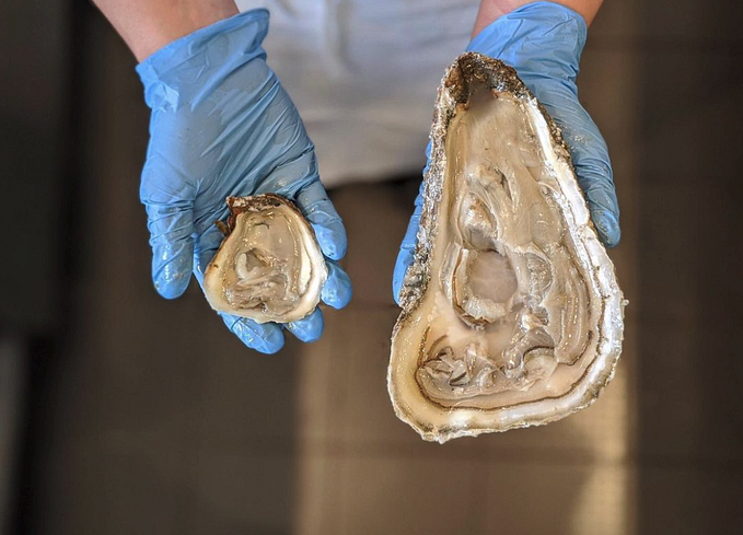 Why Everyone Should Eat Oysters