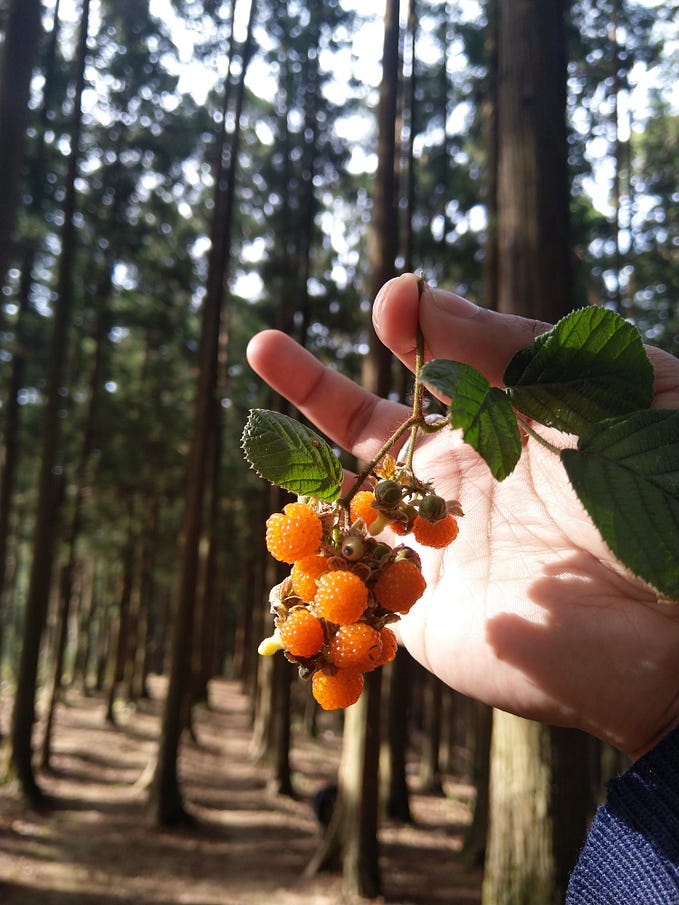 Backyard Berries … Malki Forest, Shillong