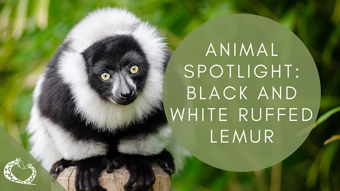 Animal Spotlight: Black and White Ruffed Lemurs