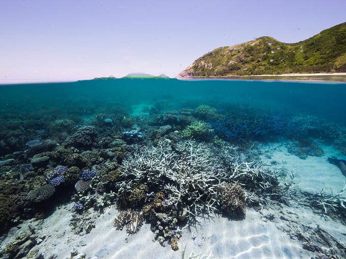 What happens when an underwater heatwave hits the Great Barrier Reef?